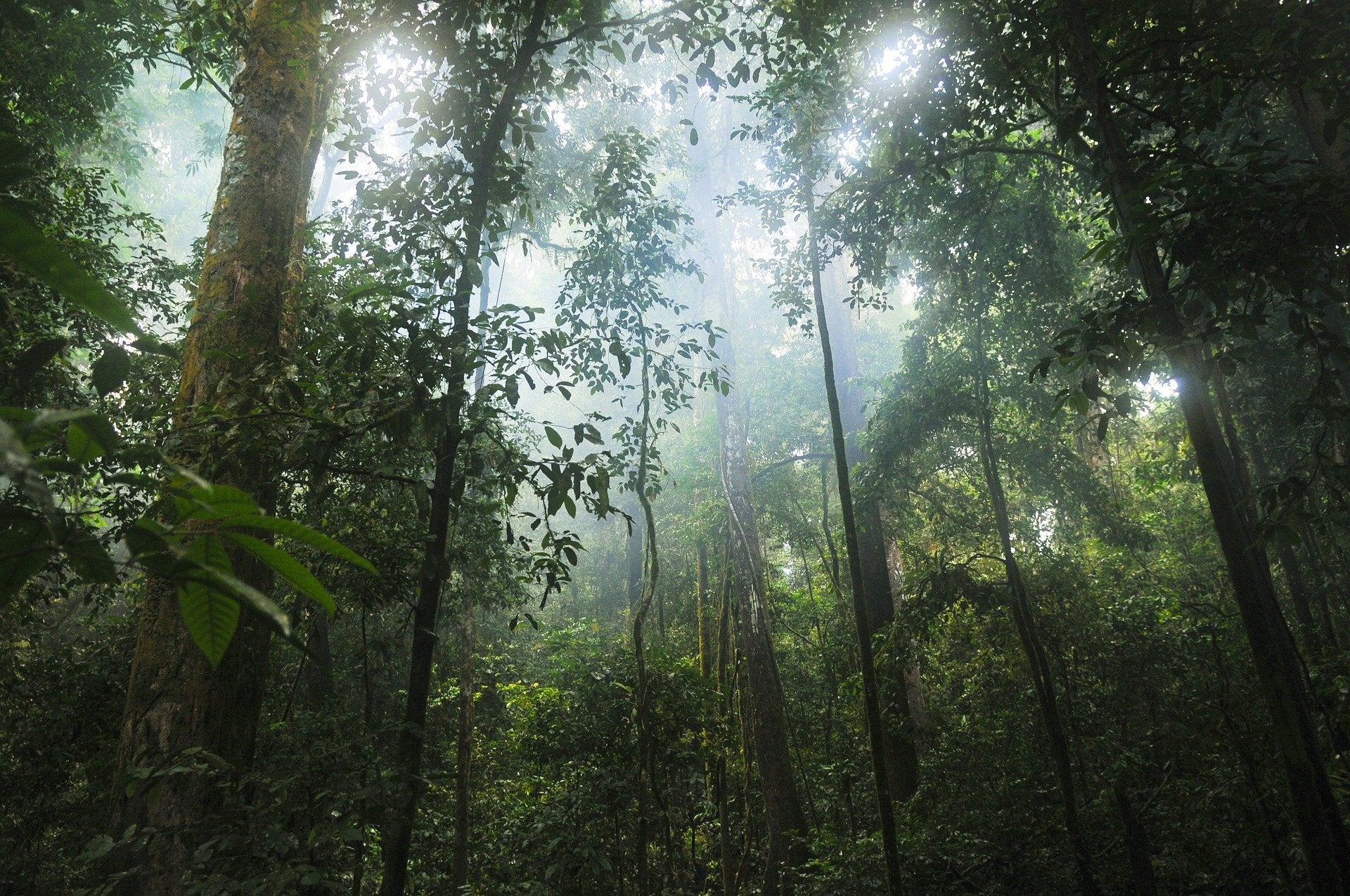 Dense forest with tall trees and misty atmosphere